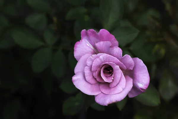 A beautiful purple rose