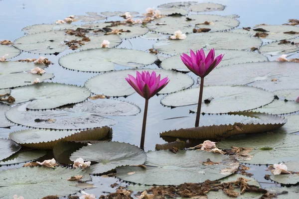 분홍색 석불 및 연못에서 Tabebuia 아 — 스톡 사진