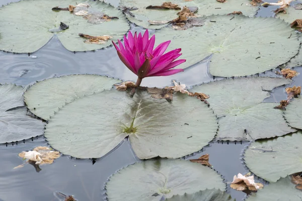 분홍색 석불 및 연못에서 Tabebuia 아 — 스톡 사진