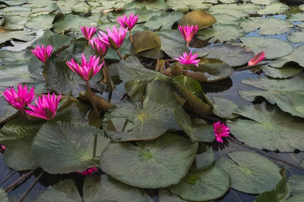 분홍색 석불 및 연못에서 Tabebuia 아 — 스톡 사진