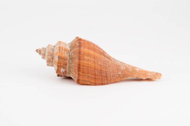 Beyaz arka plan üzerinde izole seashell
