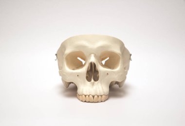 Yapay insan kafatası modeli