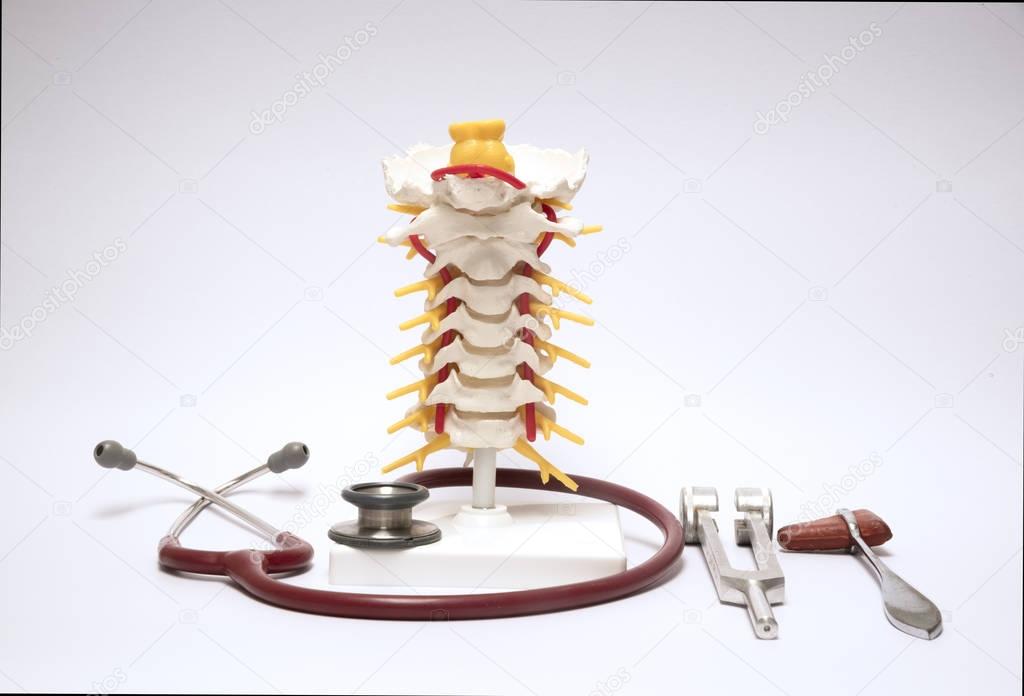 Spine model and equipments