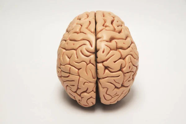 人工人脑模型 — 图库照片