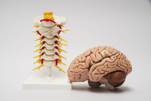 Konstgjorda hjärnan och ryggraden modell — Stockfoto