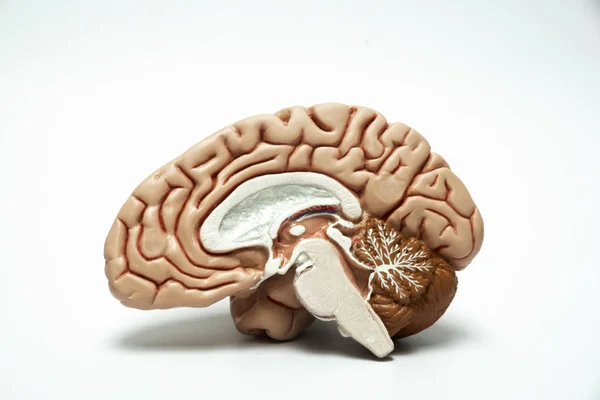 Modelo de cerebro humano artificial — Foto de Stock