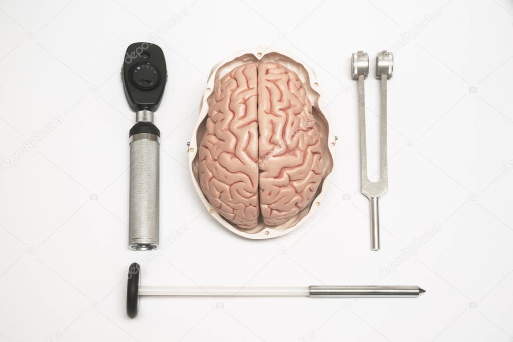 Brain model and neurological equipment