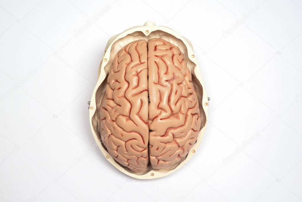Artificial human brain and skull model
