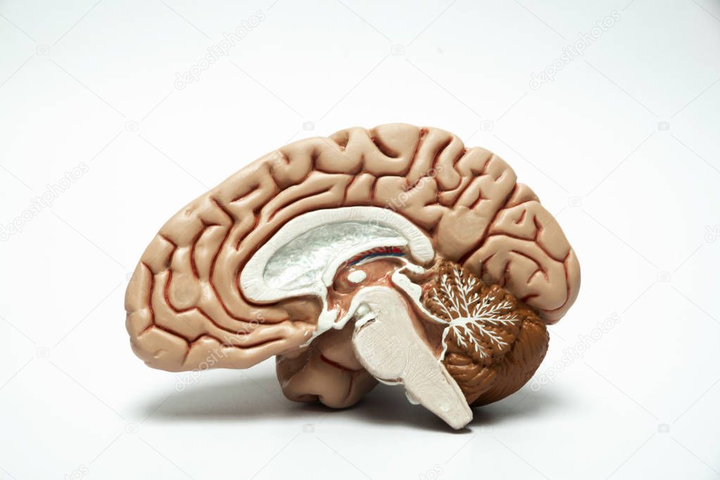Artificial human brain model
