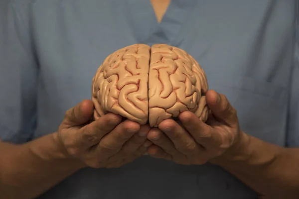 Läkare och hjärnan modell — Stockfoto