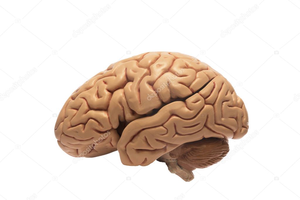 Artificial human brain model, left sided view