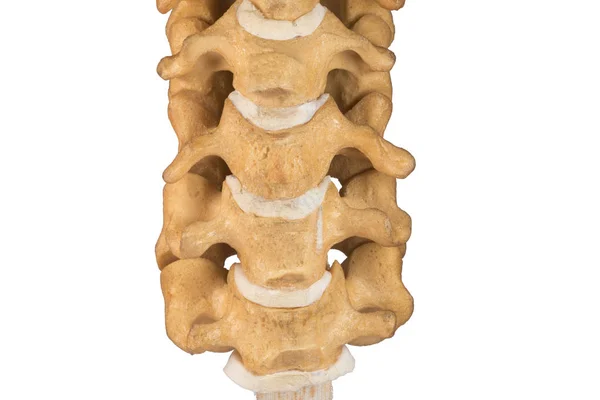 Colonna vertebrale cervicale umana artificiale — Foto Stock