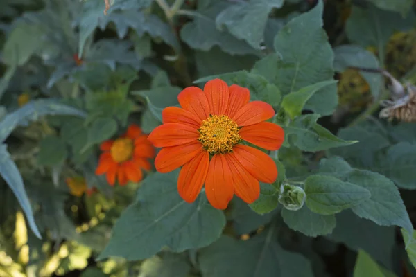 Schöne orange mexikanische Sonnenblumen — Stockfoto