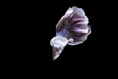 Siyam savaşçısı balıklar siyah arkaplanda izole edilmiş.