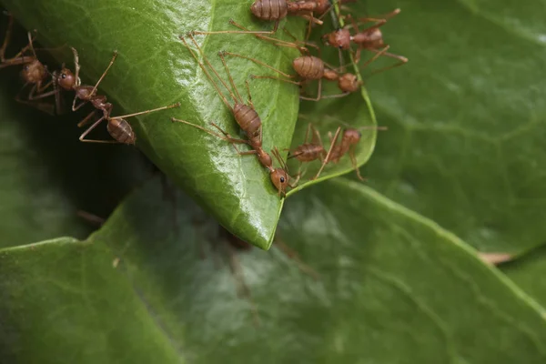 Teamwork of ants