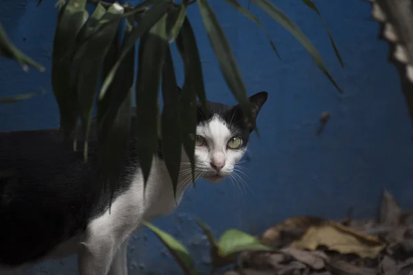 Um gato escondido atrás da árvore — Fotografia de Stock