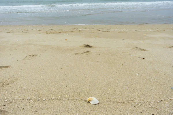 Snäckskal på stranden — Stockfoto