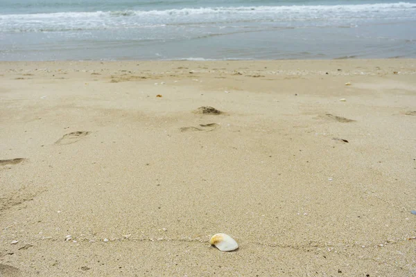 Conchas marinas en la playa — Foto de Stock