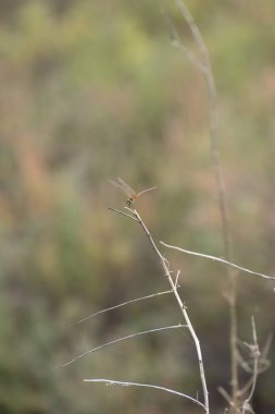 Yusufçuk, ağaç dalı