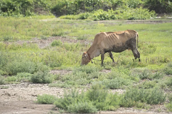 Una vaca comiendo hierba —  Fotos de Stock