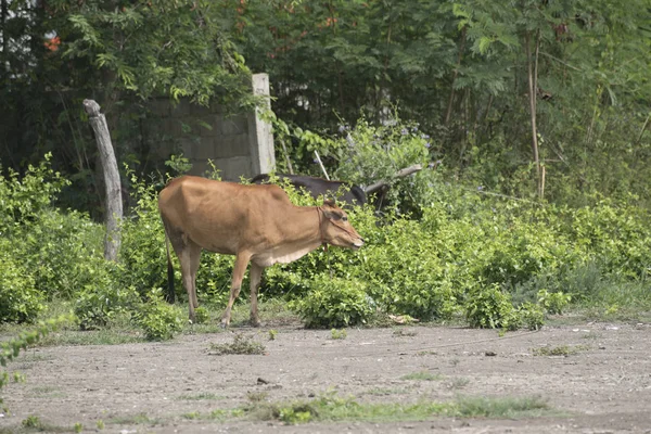 Una vaca está comiendo comida —  Fotos de Stock