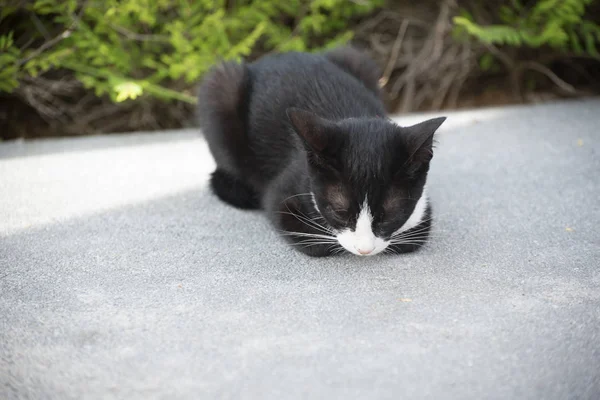 Um gato preto e branco adormecido — Fotografia de Stock