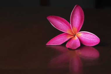 Plumeria rubra