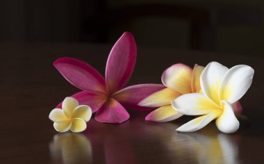 Masaya Plumeria çiçek