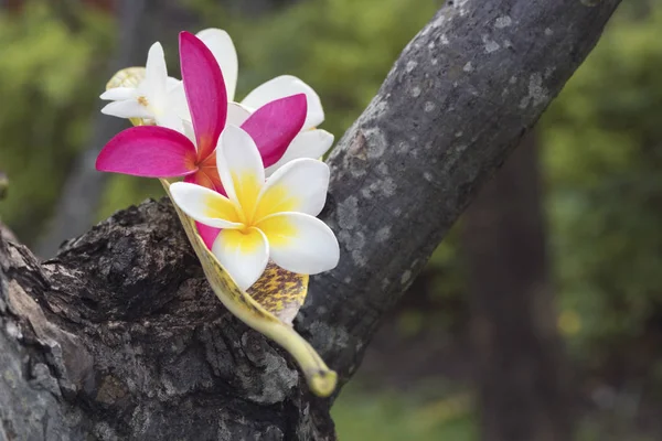 Plumeria flores en el árbol — Foto de Stock