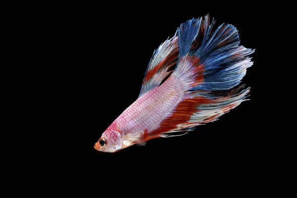 A siamese fighting fish isolated on the black background — Stock Photo, Image