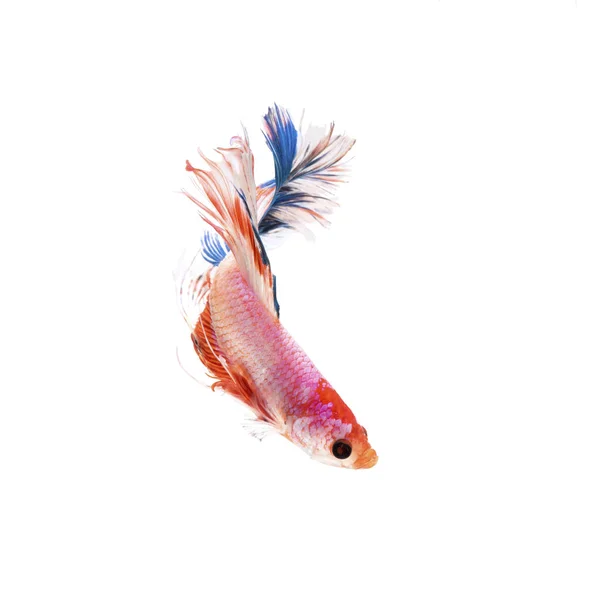 Сіамські файтинг риби ізольовані на білому тлі — стокове фото