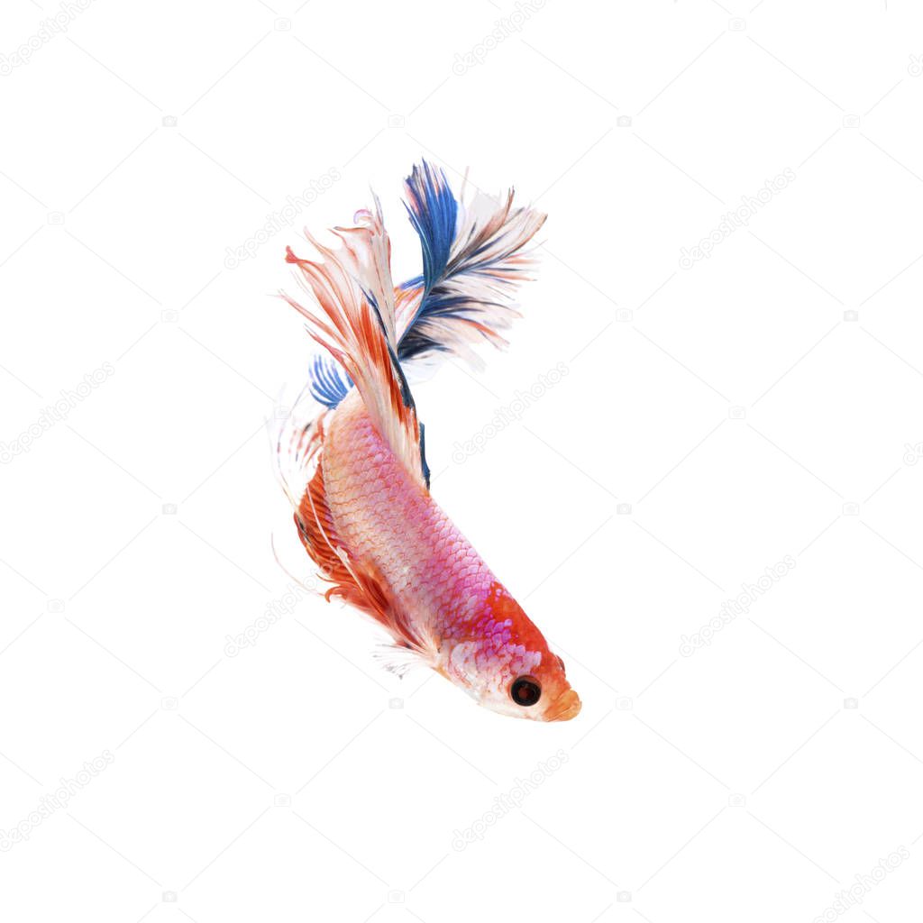 Siamese fighting fish isolated on the white background