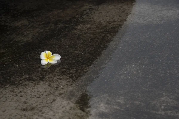 Plumeria květina ve vodě a reflexe — Stock fotografie