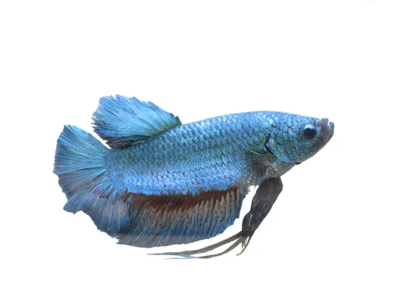 Siamese fighting fish isolated on the white background — Stock Photo, Image