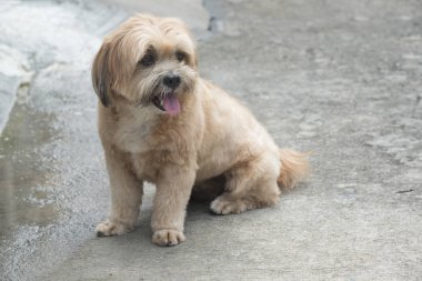 Şirin bir küçük kahverengi köpek