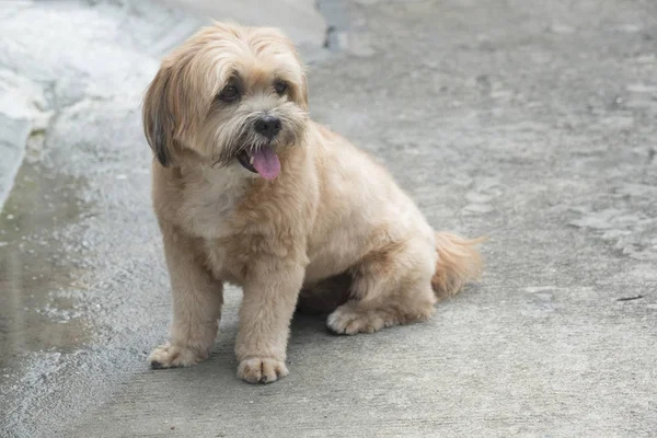 Şirin bir küçük kahverengi köpek