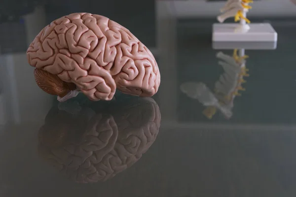Model mozku na stole v ordinaci — Stock fotografie