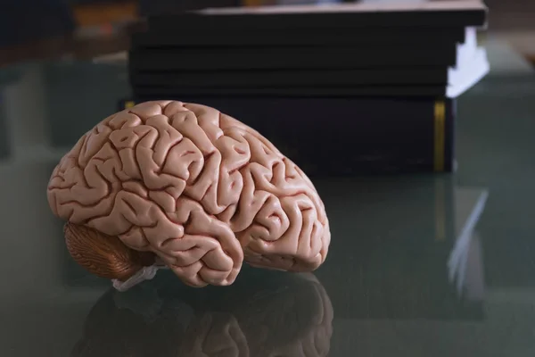 Modelo de cerebro humano y libros de texto — Foto de Stock