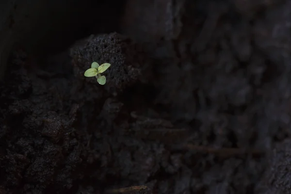 En ung grön Andaman satin trä — Stockfoto