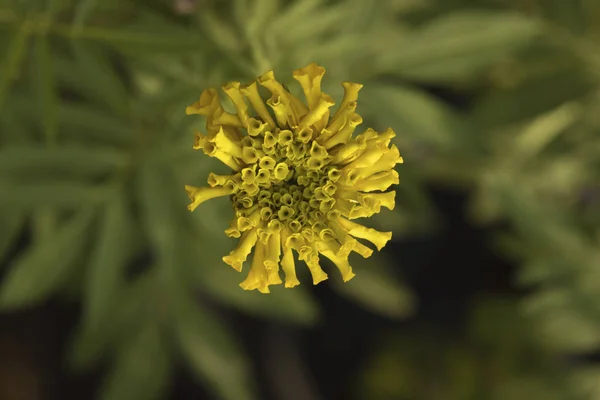 Uma jovem flor de calêndula — Fotografia de Stock