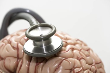 Beyin modeli ve stetoscope
