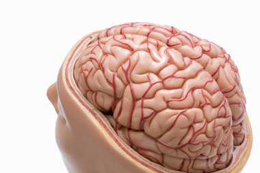 Beyaz arka plan üzerinde izole insan beyni modeli