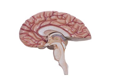 Beyaz arka plan üzerinde izole insan beyni modeli