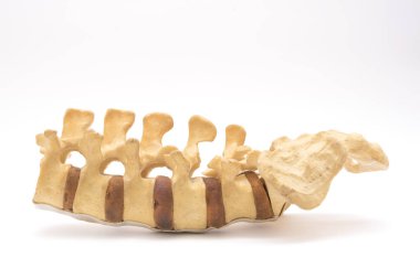 Lomber model beyaz arka plan üzerinde