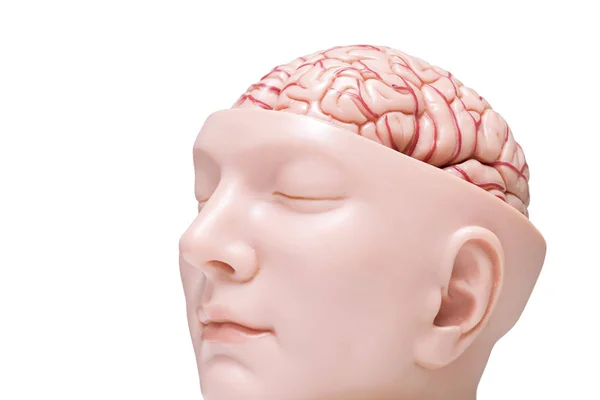 Modelo de cerebro humano aislado en el fondo blanco — Foto de Stock