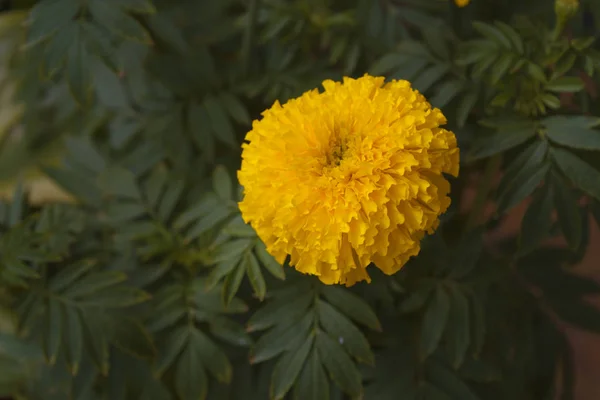 Un bellissimo fiore di calendula — Foto Stock