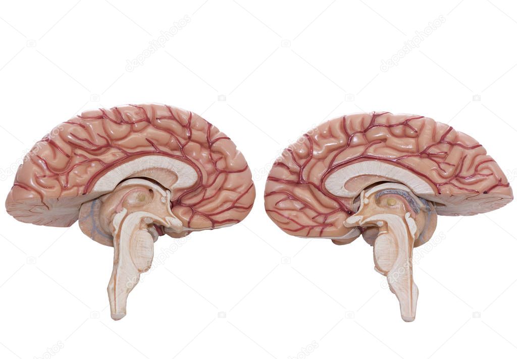 Human brain model isolated on the white background