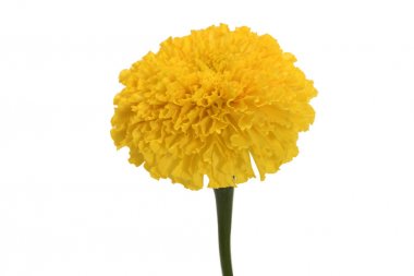 Marigold çiçeği beyaz arkaplanda izole edilmiş.