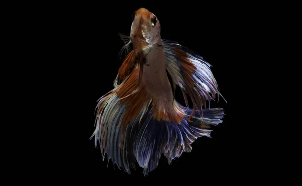 Siamese fighting fish — Stock Photo, Image