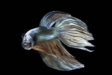 Siyam savaşçısı balıklar siyah arkaplanda izole edilmiş.